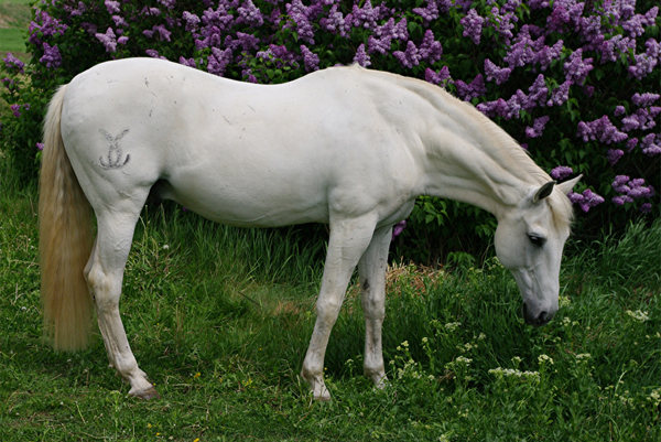 Lusitano 51 (41)